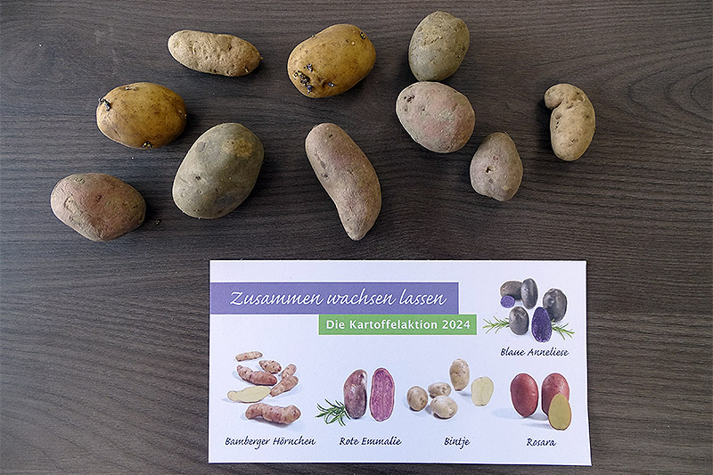 Kartoffelaktion gestartet (März 2024)